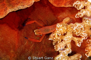 Spanish dancer shrimp by Stuart Ganz 